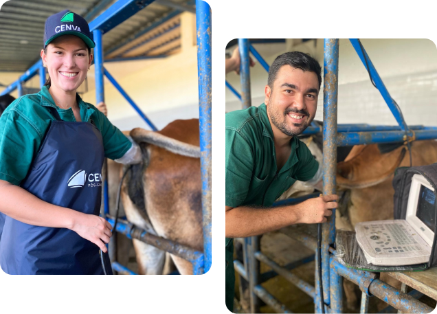 Zootecnistas fazendo exame de toque em vacas.