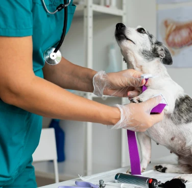 Recorte de braços de veterinário atendendo um cachorro que olha para ele