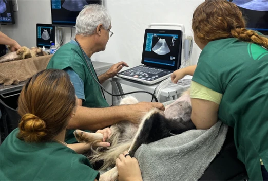 Veterinários da pós-graduação Cenva fazendo ultrassom em cachorro